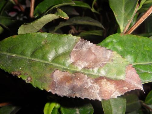 综合防治茶叶叶枯病