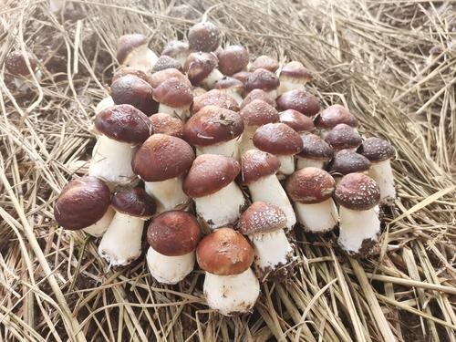 u=321787320,2643598658&fm=26&gp=0