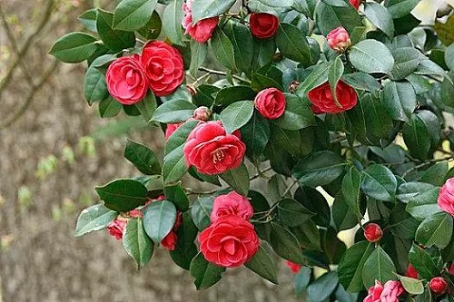 u=323081137,2371403677&fm=253&fmt=auto&app=138&f=JPEG.webp