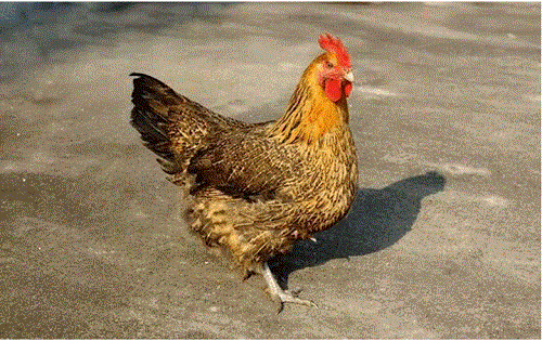 铁脚麻鸡的养殖技术