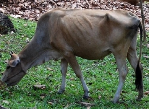 冬季瘦弱牛喂养该注意啥