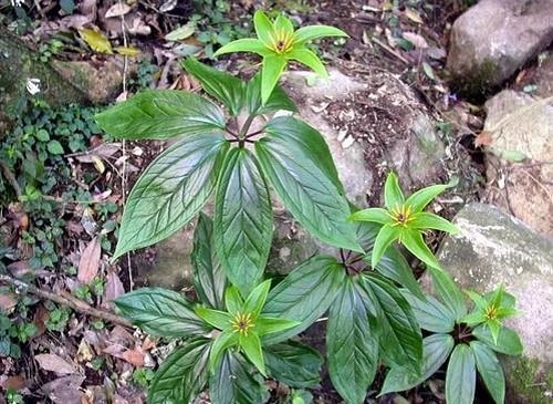 蚤休的栽培技术