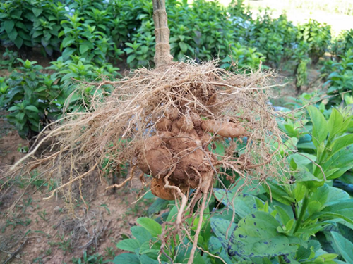 玄参干枯的原因及防治方法