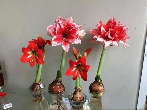 u=3368667853,227832060&fm=253&fmt=auto&app=120&f=JPEG.webp