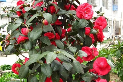 u=3408137879,3329531855&fm=253&fmt=auto&app=138&f=JPEG.webp