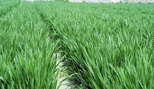 黄红麻苗期管理