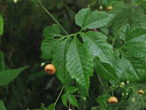中草药雪胆的栽培技术
