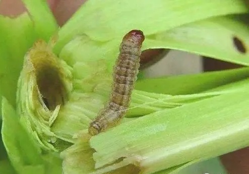 玉米二点委夜蛾如何防治