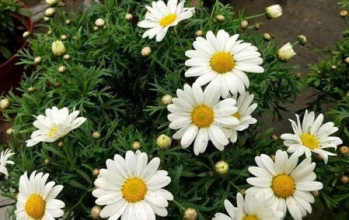 u=3773679040,3259616989&fm=253&fmt=auto&app=138&f=JPEG.webp