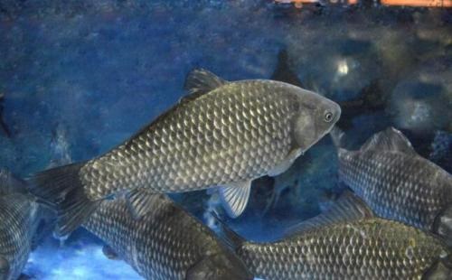 鲫鱼冬季养殖要点和注意事项