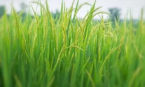 优质牧草大米草
