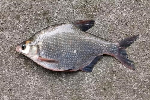 三角鲂水槽式高效养殖技术