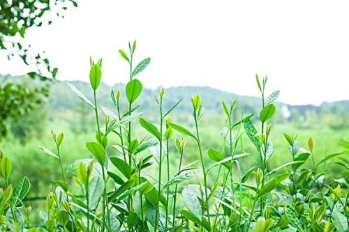 u=4232317345,1357605157&fm=26&gp=0