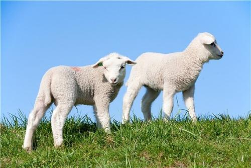 如何提高母羊多羔率