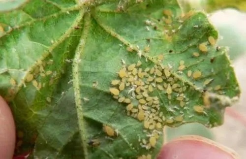 黄河流域棉花蚜虫防治措施