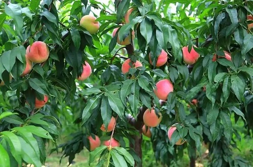 u=762332758,3945208406&fm=253&fmt=auto&app=138&f=JPG.webp