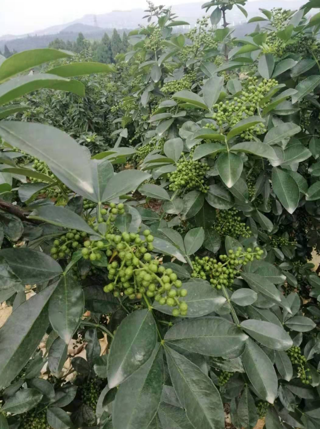 zhongjiangqinghuajiao002